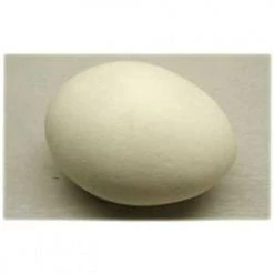 D. Robbins Plastic Egg Prop Pranks & Gags